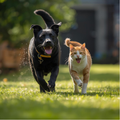 Becoming your pet's health advocate!